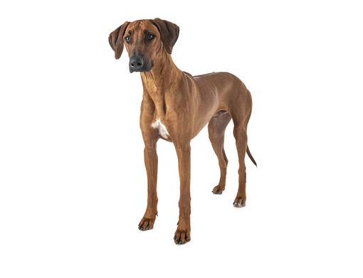 Purebred best sale rhodesian ridgeback